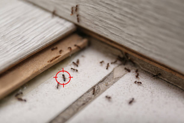 Best Bed Bug Extermination  in Powell, WY