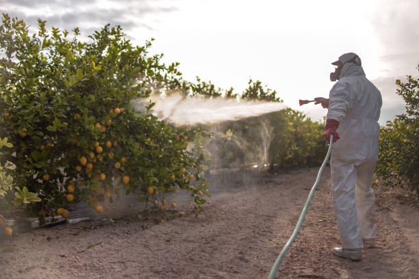 Best Termite Control Services  in Powell, WY